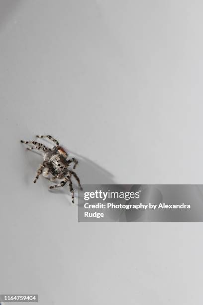 female red-backed jumping spider. - redback spider stock pictures, royalty-free photos & images