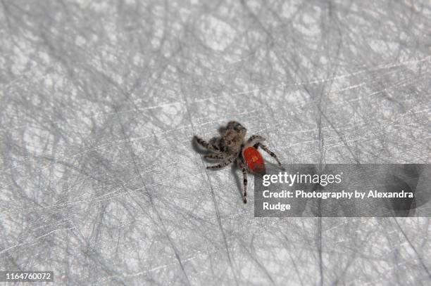 female red-backed jumping spider. - chelicera stock pictures, royalty-free photos & images