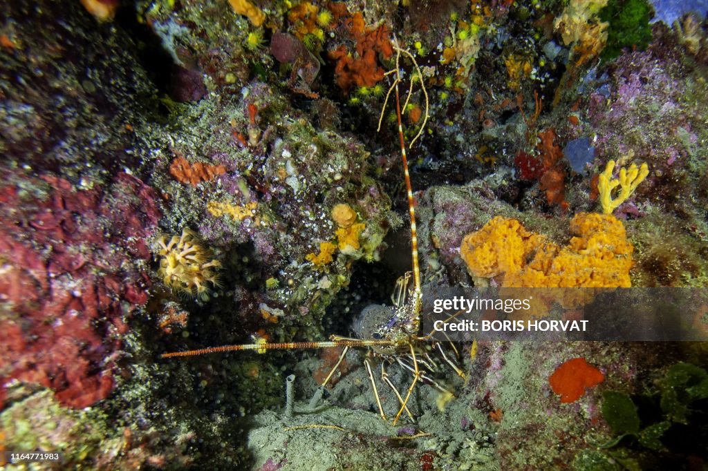 FRANCE-SEA-NATURE-WILDLIFE