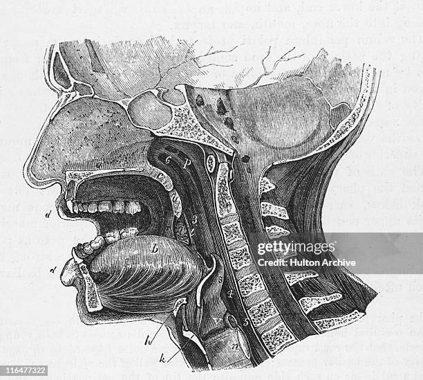 ilustrações, clipart, desenhos animados e ícones de vertical section - faringe