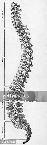 human spine - human vertebra 幅插畫檔、美工圖案、卡通及圖標