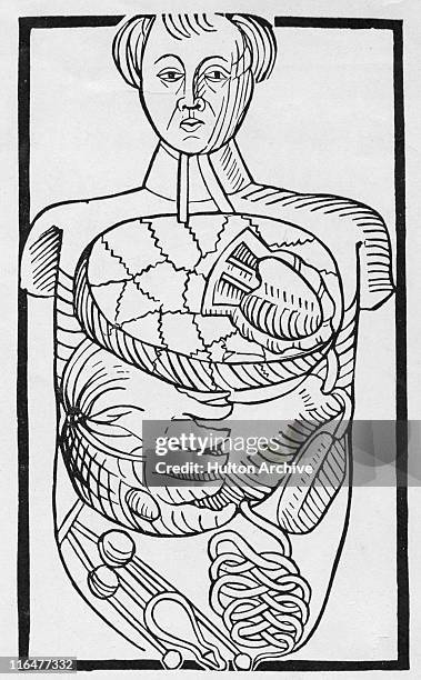 figura de situ viscerum - anatomical model stock illustrations