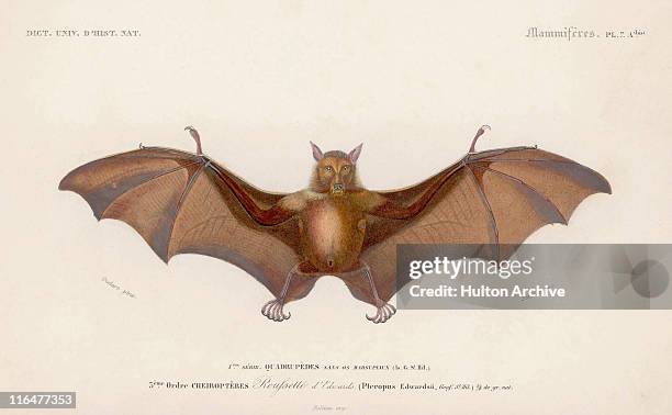 illustrations, cliparts, dessins animés et icônes de pteropus edwardsii - chauve souris