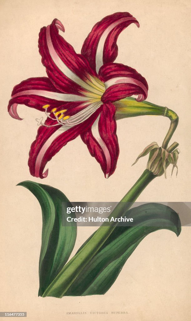 Amaryllis