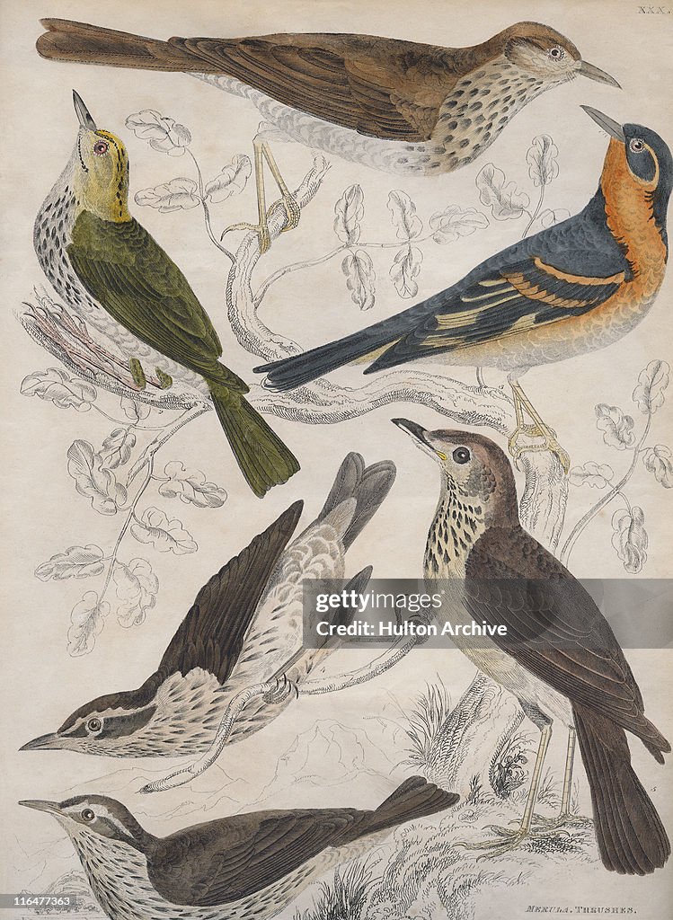 Thrushes