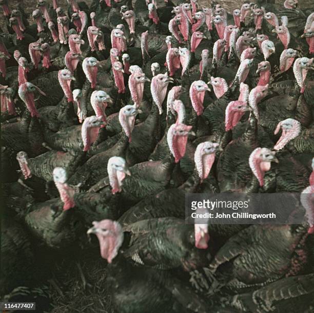 christmas turkeys - 1954 bildbanksfoton och bilder