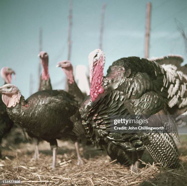 christmas turkeys - 1954 bildbanksfoton och bilder