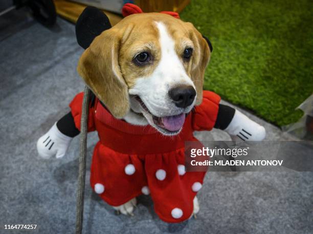 Beagle wears a Minnie Mouse costume for the "Pet Expo Championship" in Bangkok on August 30, 2019.