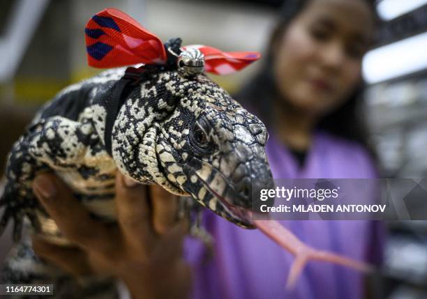 Tegu Tripoding 176 Tegu Stock Photos, High-Res Pictures, and Images - Getty Images