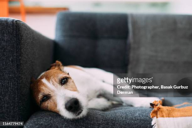 dog lying on sofa at home, looking ill and sad - doença - fotografias e filmes do acervo