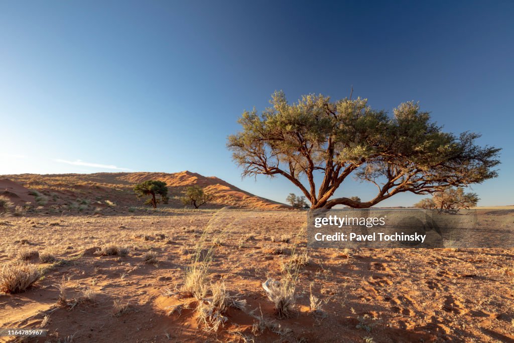 Namib-Naukluft savannah landscape in Sesriem region, Namibia, 2018