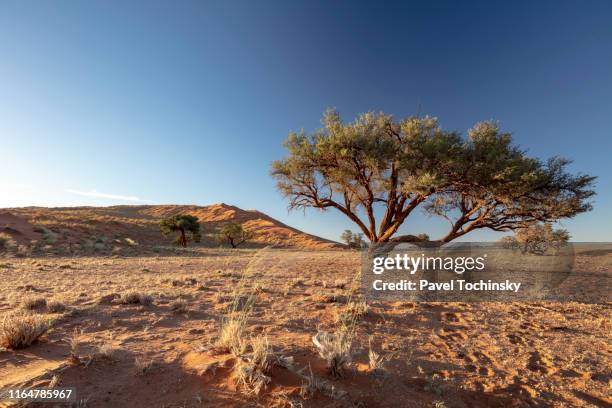 namib-naukluft savannah landscape in sesriem region, namibia, 2018 - pusta bildbanksfoton och bilder
