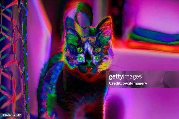 abstract cat art / design - psychadelic stock pictures, royalty-free photos & images