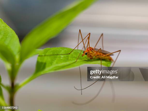 Assassin Bug High-Res Stock Photo