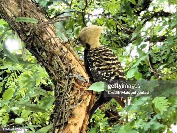 woodpecker in the ibirapuera park (parque do ibirapuera) in são paulo, brazil. - art museum of sao paulo stock pictures, royalty-free photos & images