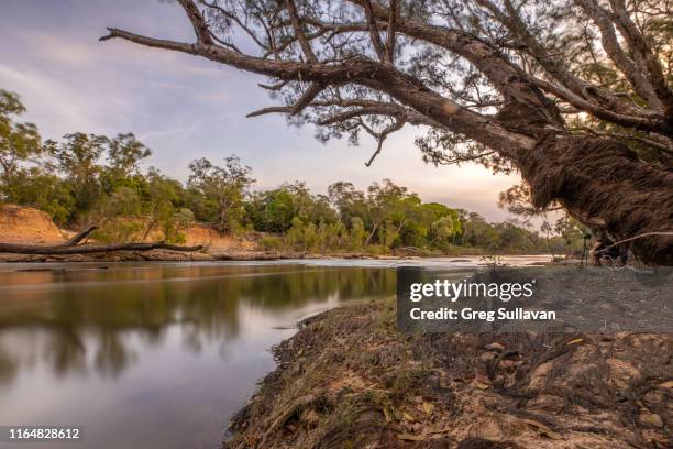 stones crossing - wildlife reserve stock pictures, royalty-free photos & images