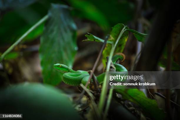 Viper Snake In Rainforest High-Res Stock Photo - Getty Images