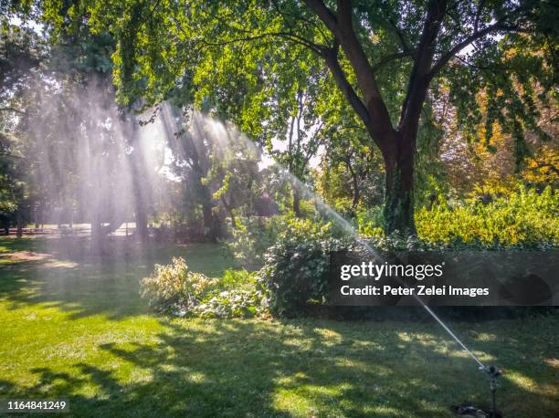 watering of the lawn and flowers in vienna stadtpark in the summer heat - peter parks fotografías e imágenes de stock