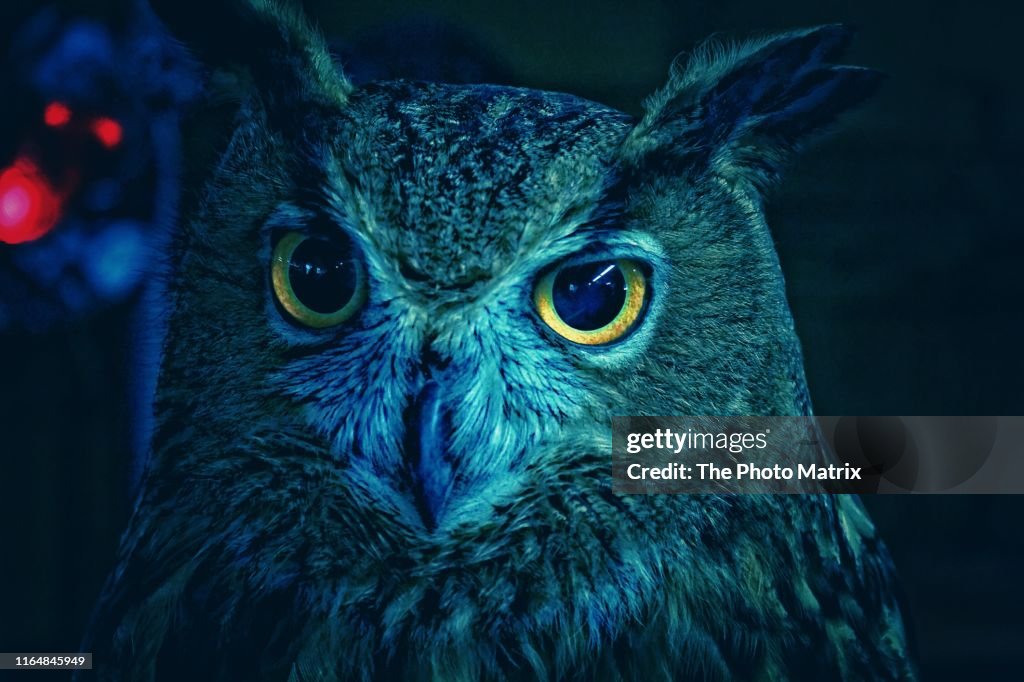Blue Owl