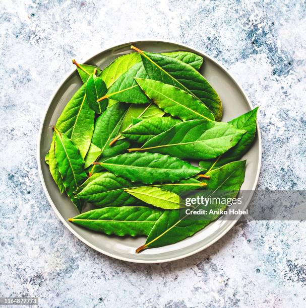 bay leaf - bay leaf stock pictures, royalty-free photos & images