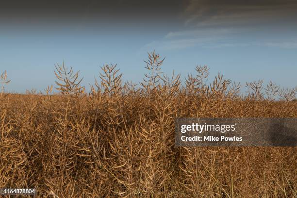 rapeseed close up of ripened growing pods on plant norfolk - canola stock pictures, royalty-free photos & images