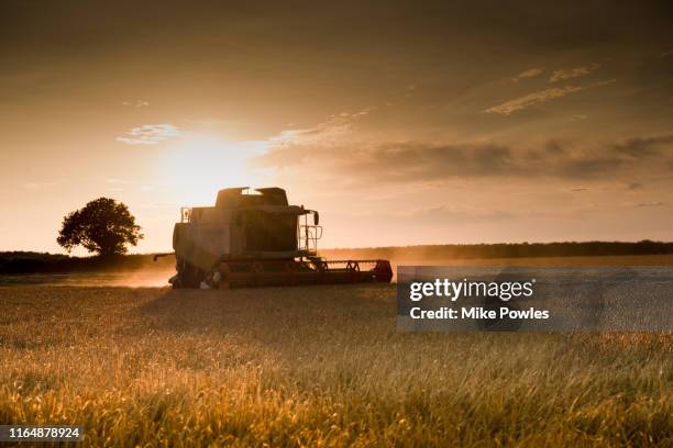 combine harvester cutting cereal at sunset norfolk - barley stockfoto's en -beelden