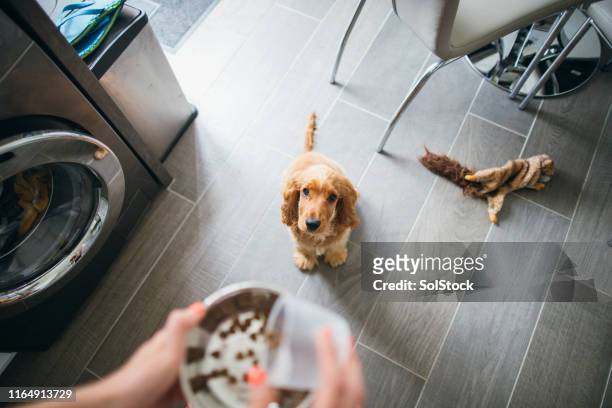 tratar el tiempo para el cachorro lindo - dog bowl fotografías e imágenes de stock