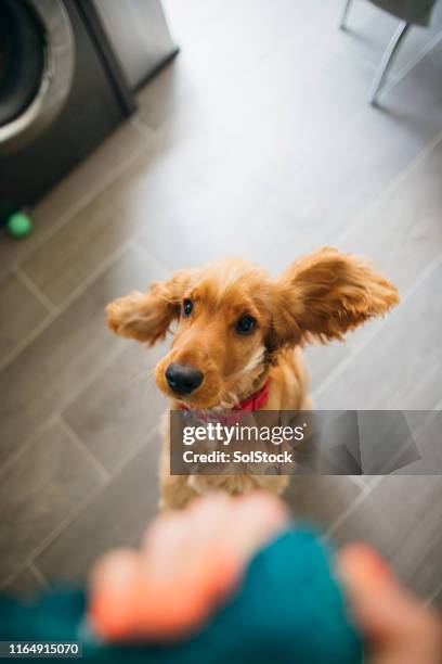 hoppande med glädje - cocker spaniel bildbanksfoton och bilder