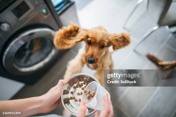 il est temps de nourrir le chien - pet owner stock photos et images de collection