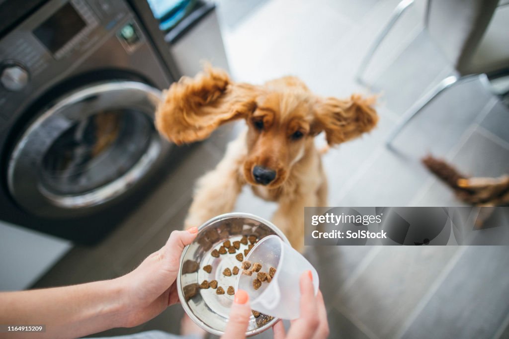 Time to Feed the Dog