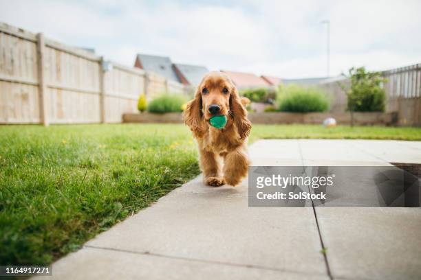 dog playing fetch - cocker spaniel stock pictures, royalty-free photos & images