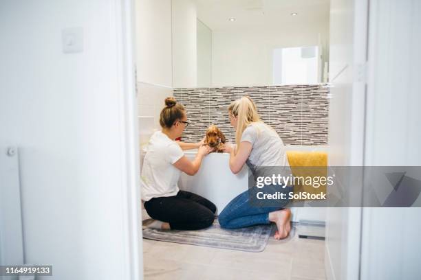 filhote de cachorro de lavagem dos pares junto - couple bathtub - fotografias e filmes do acervo