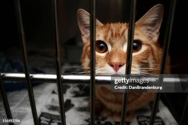 bewildered cat - animal welfare stock pictures, royalty-free photos & images