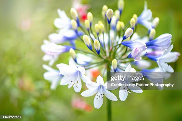 close-up image of the beautiful summer flowering white and blue flower of agapanthus africanus 'twister'african blue lily - african lily fotografías e imágenes de stock