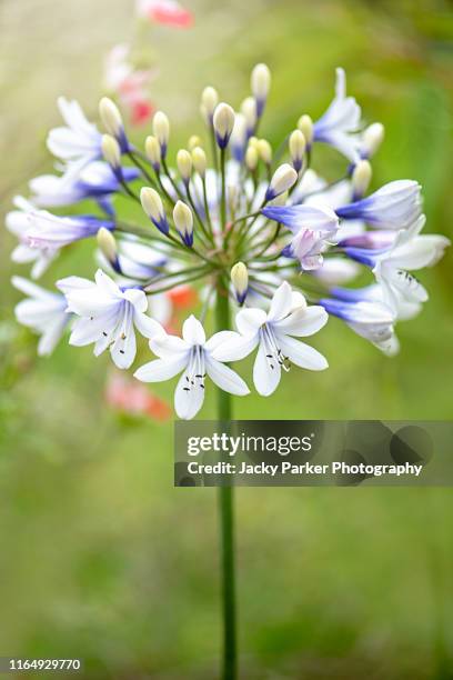 close-up image of the beautiful summer flowering white and blue flower of agapanthus africanus 'twister'african blue lily - agapanthus stock pictures, royalty-free photos & images