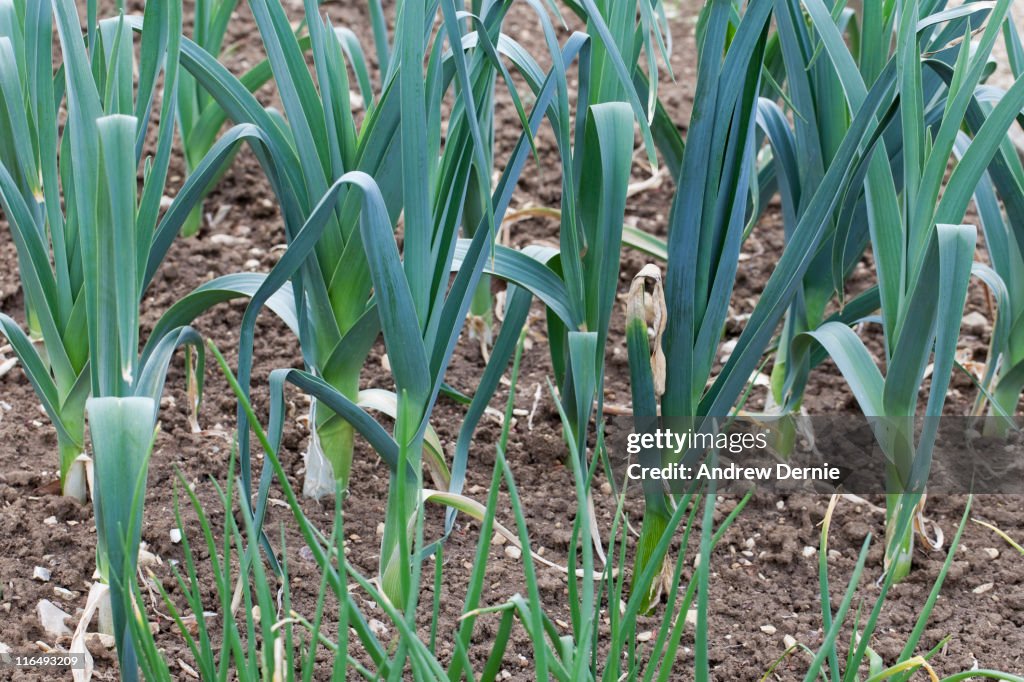 Vegetable Gardening