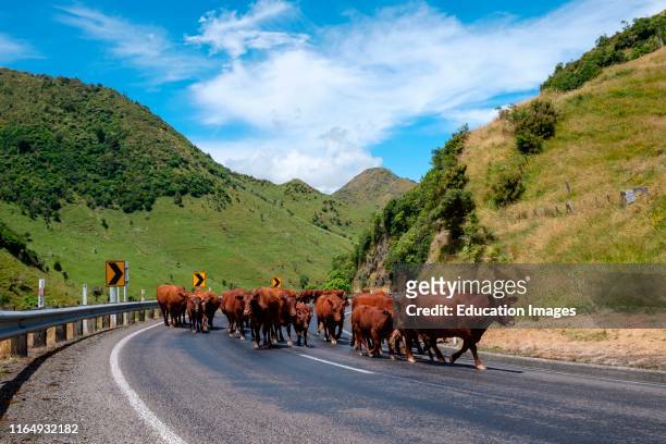 Highway 2 with cattle and traffic, Matawai, Gisborne Region, North Island, New Zealand.