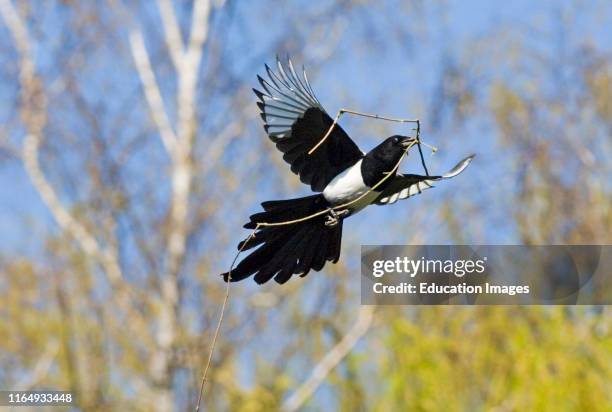 Magpie, Pica pica, carrying nest material in spring, Kent UK.