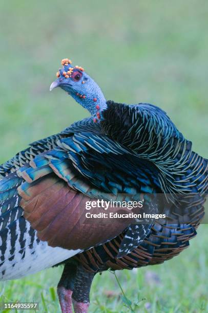 Ocellated Turkey, Agriocharis ocellata magnificent, Tikal, Guatemala.