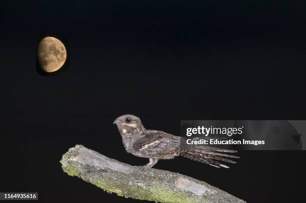 European Nightjar, Caprimulgus europaeus, Norfolk, composite image with moon added.