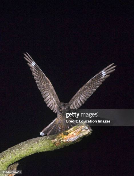 European Nightjar, Caprimulgus europaeus, landing on song post on heath, North Norfolk, UK.