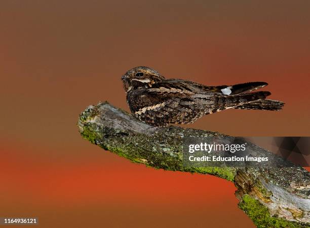 European Nightjar, Caprimulgus europaeus, male chirring on song post North Norfolk.