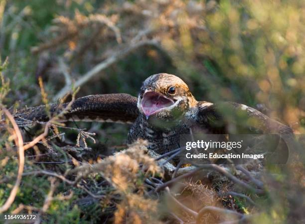 European Nightjar, Caprimulgus europaeus, at nest in threat display towards advancing Adder, North Norfolk.