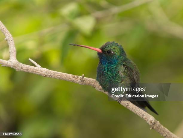 Broad-billed Hummingbird, Cyanthus latirostris, California, USA.