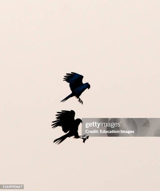 Marsh Harriers, Circus aeruginosus, conducting food pass, Cley Norfolk April.