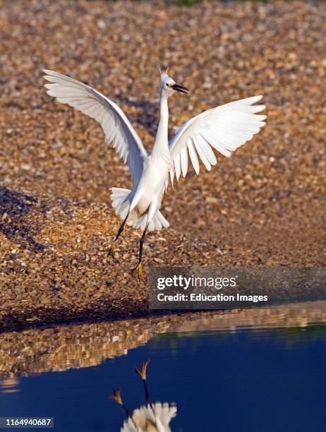 Little Egret, egretta garzetta, Cley Norfolk May.