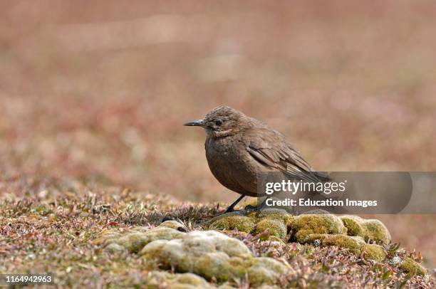 Blackish Cinclodes or Tussock Bird, Cinclodes antarcticus, Falklands.