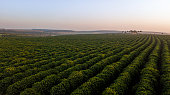 Aerial view of coffee plantation. Sunrise
