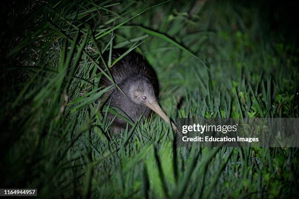 Northern Brown Kiwi, Apteryx mantelli, Kerikeri North Island, New Zealand.