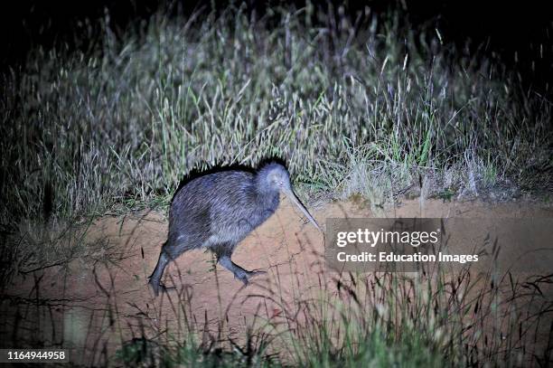 Northern Brown Kiwi, Apteryx mantelli, Kerikeri North Island, New Zealand.